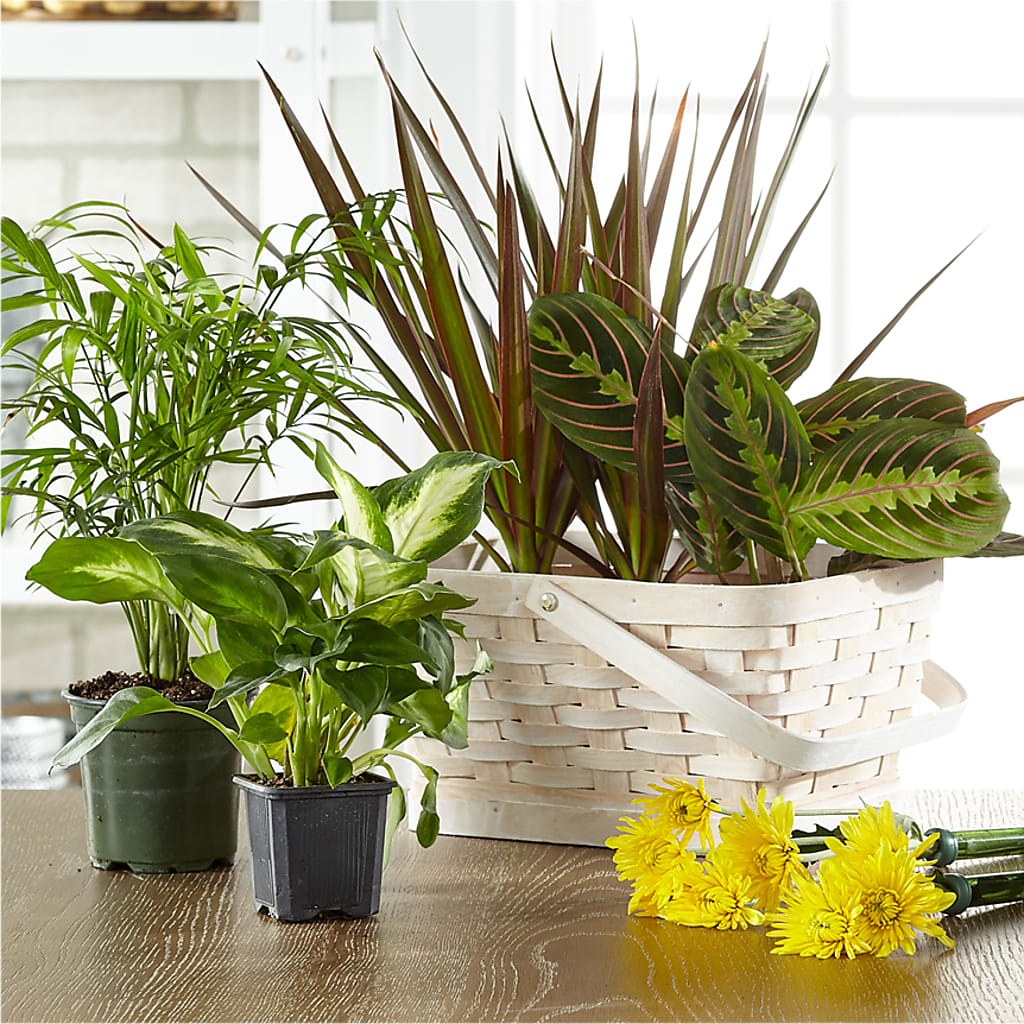 Florist Designed Blooming and Green Plants in a Basket – Foryouflower.com, Tontitown AR