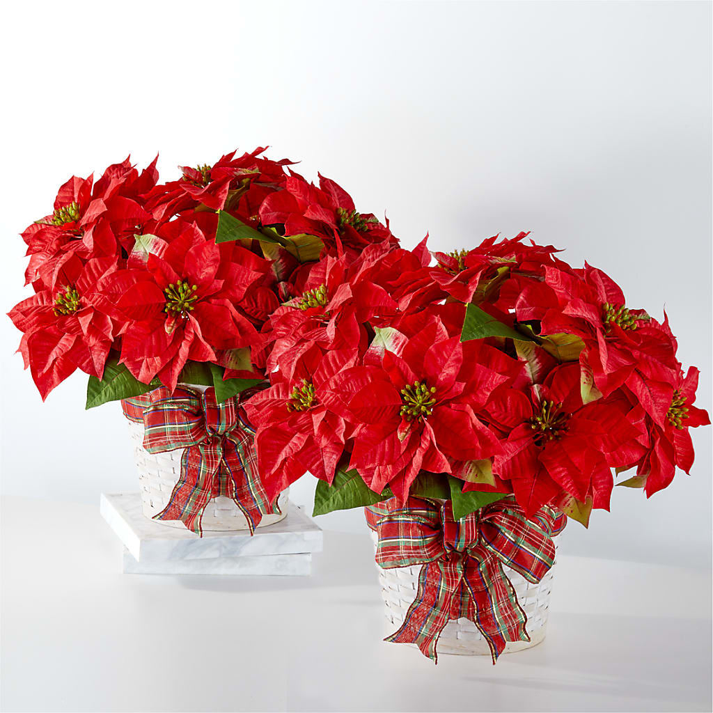 Happiest Holidays Poinsettia Bundle – Foryouflower.com, Tontitown AR