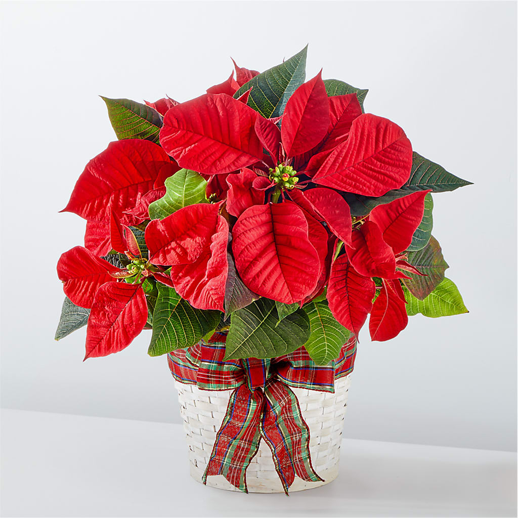 Happiest Holidays Poinsettia – Foryouflower.com, Tontitown AR