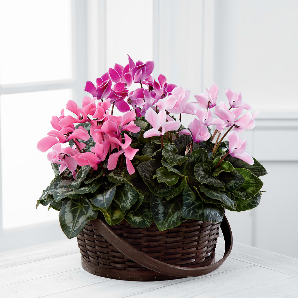Mixed Cyclamen Planter – Foryouflower.com, Tontitown AR