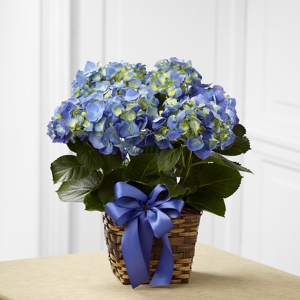 Blue Hydrangea Planter – Foryouflower.com, Tontitown AR