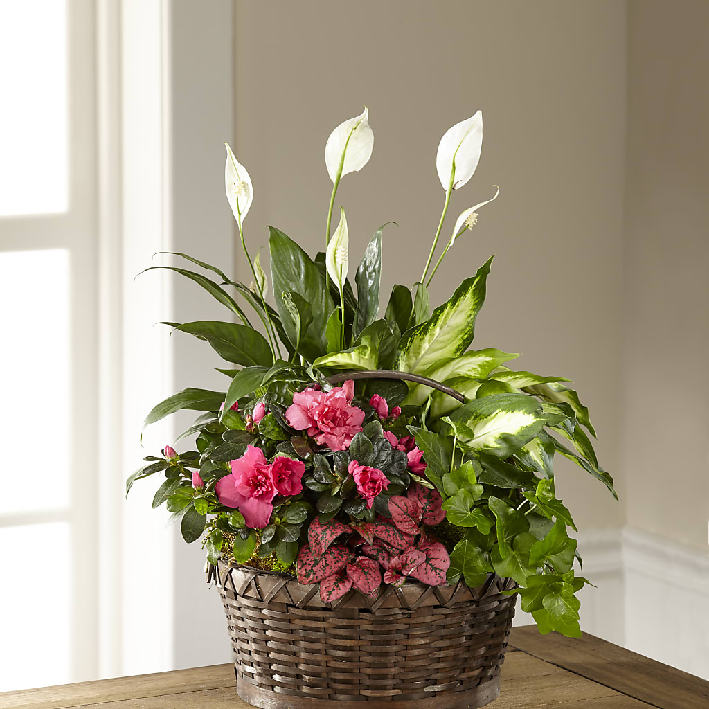 Dream in Pink Dishgarden – Foryouflower.com, Tontitown AR