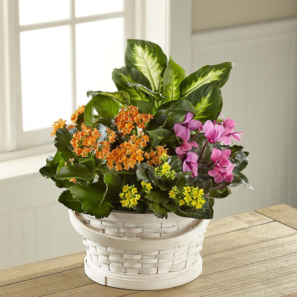 Color Crush Dishgarden – Foryouflower.com, Tontitown AR