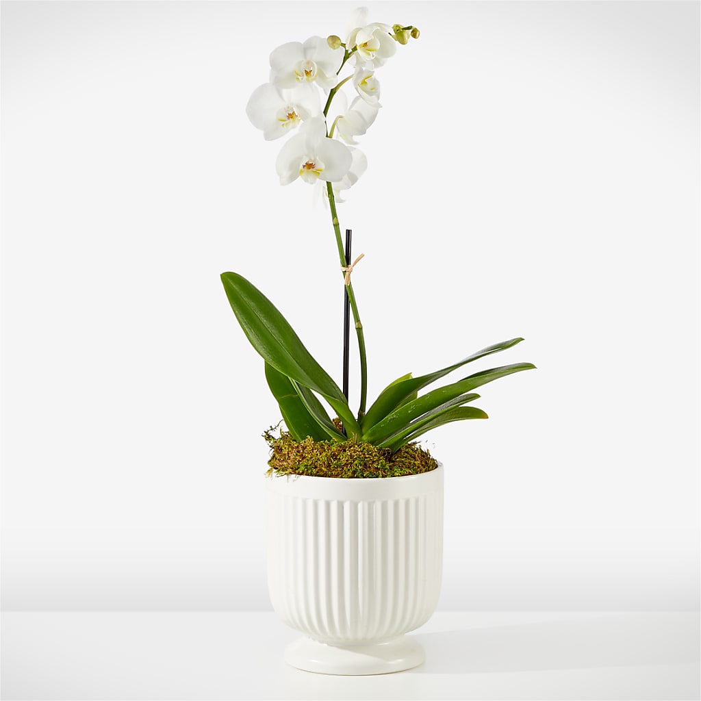 Whispering White Orchid – Foryouflower.com, Tontitown AR