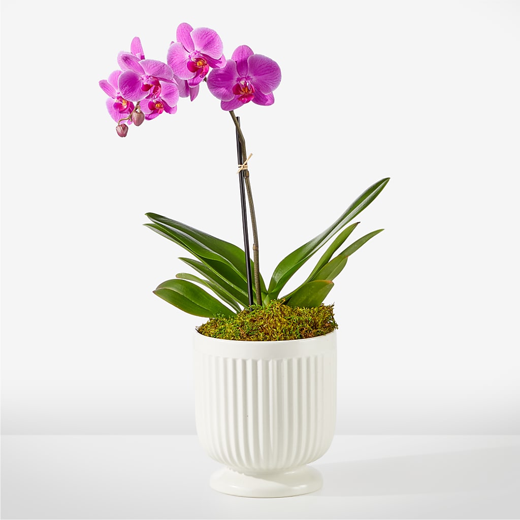 Friendly Fuchsia Orchid – Foryouflower.com, Tontitown AR