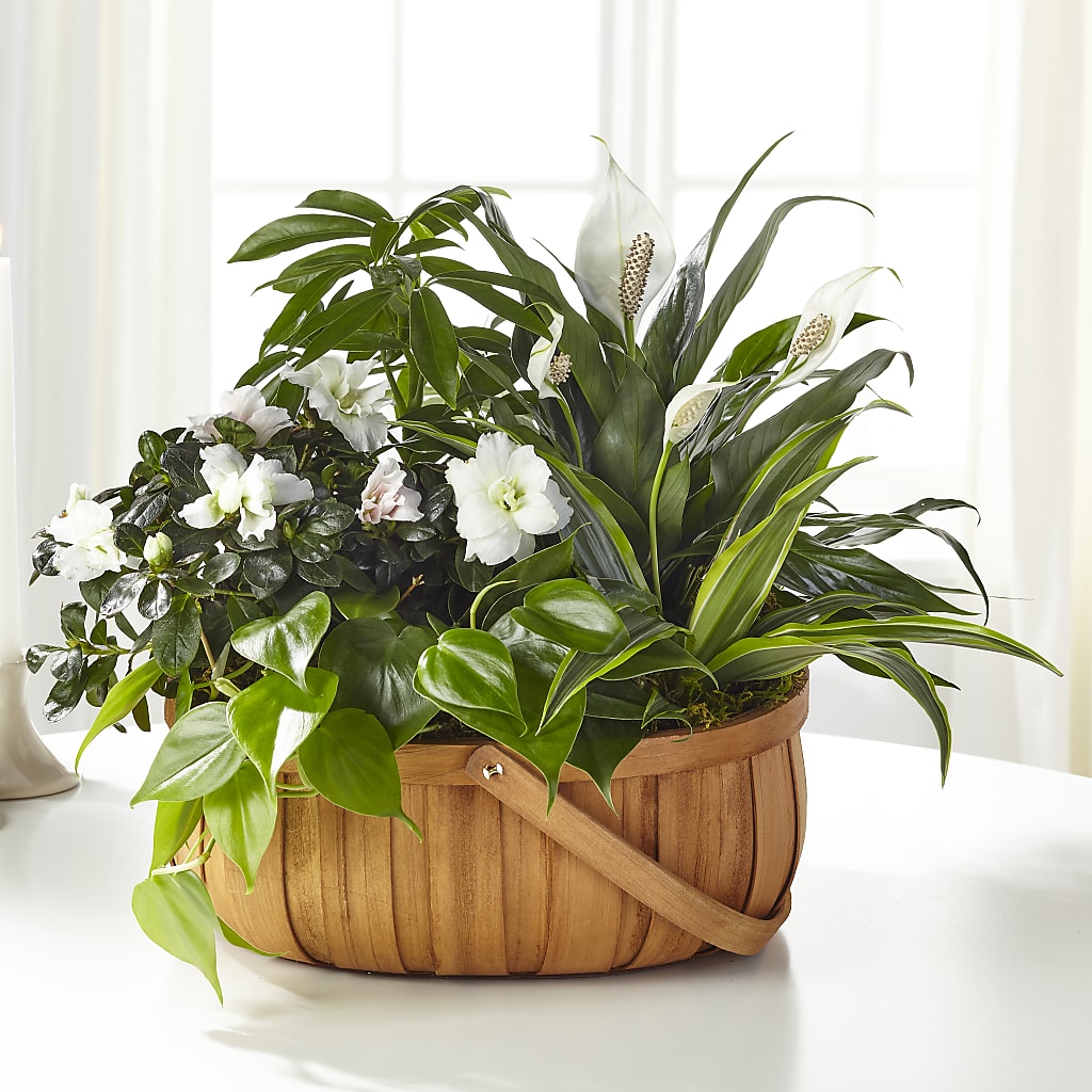 Serene Dishgarden – Foryouflower.com, Tontitown AR