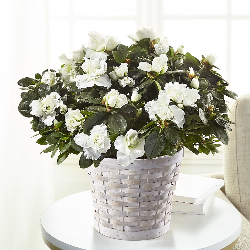 White Azalea Plant – Foryouflower.com, Tontitown AR