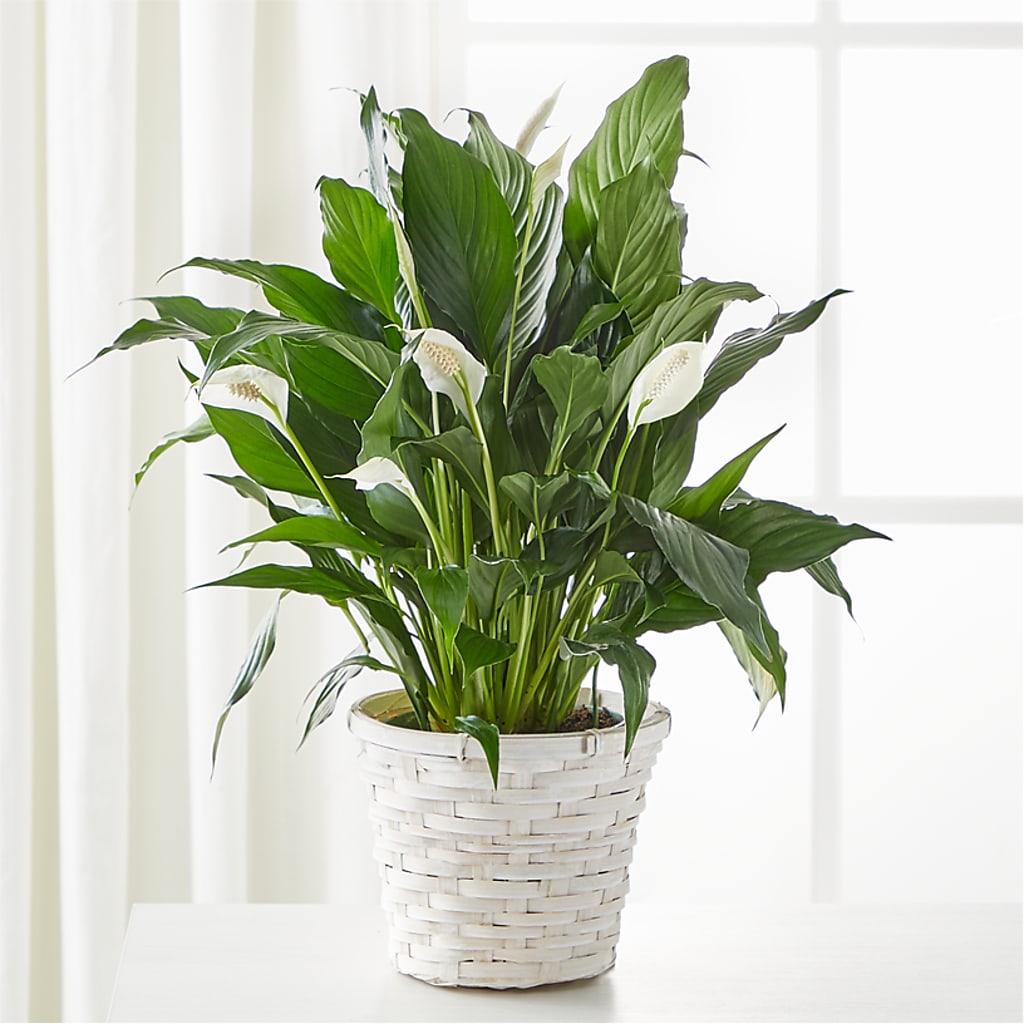 A New Leaf Peace Lily – Foryouflower.com, Tontitown AR