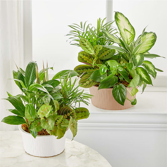 Balance & Harmony Dishgarden – Foryouflower.com, Tontitown AR