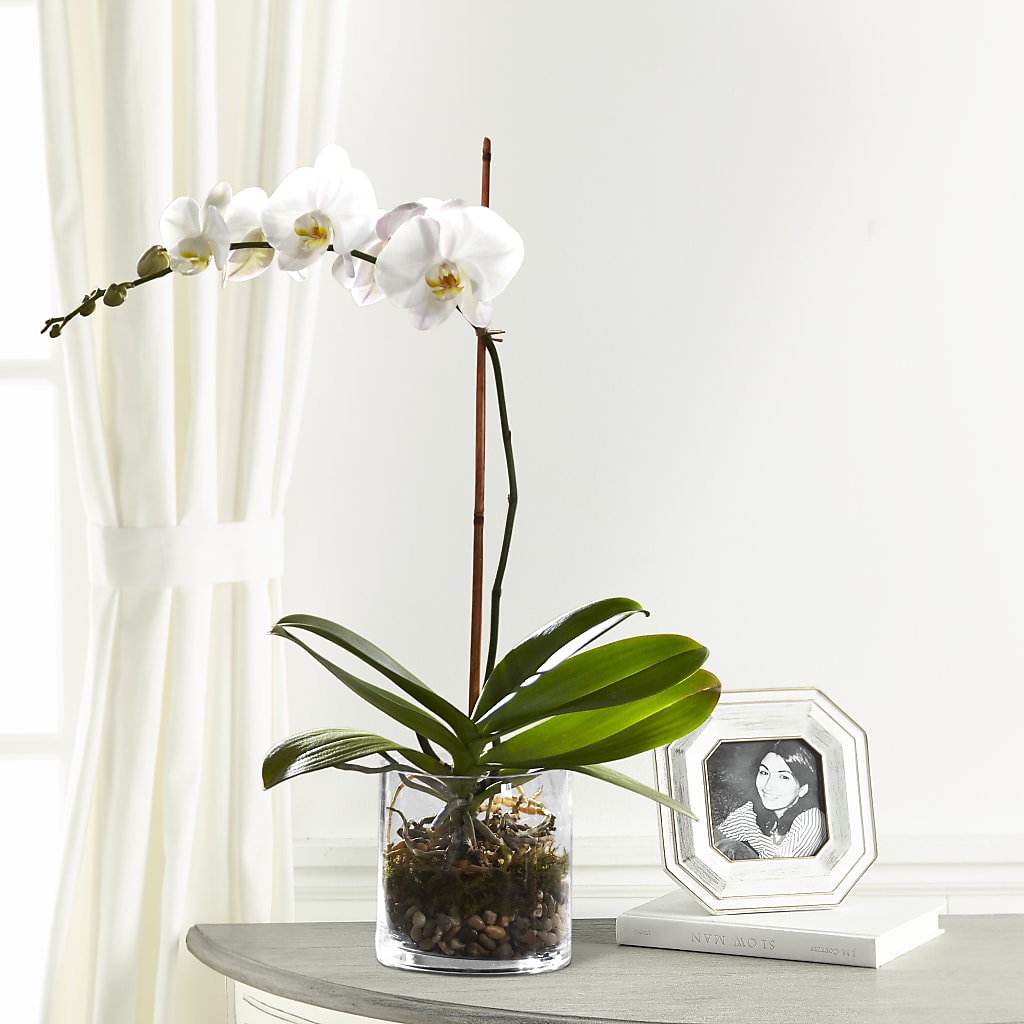 White Orchid Planter – Foryouflower.com, Tontitown AR