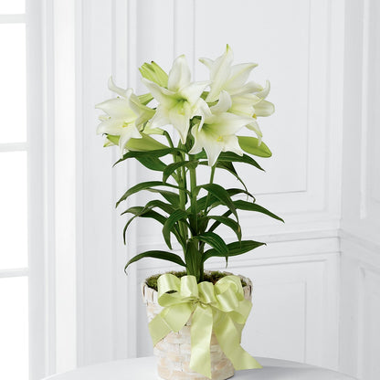 Easter Lily Plant –  Foryouflower.com, Tontitown AR