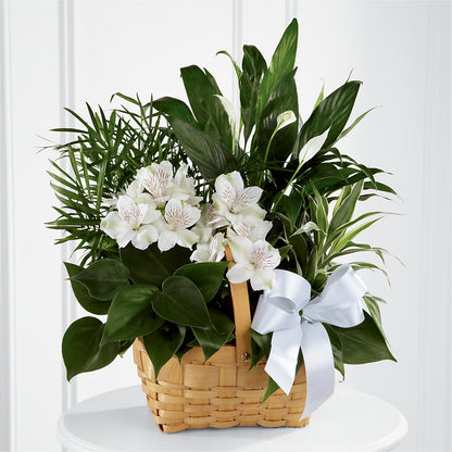Peace & Serenity Dishgarden –  Foryouflower.com, Tontitown AR