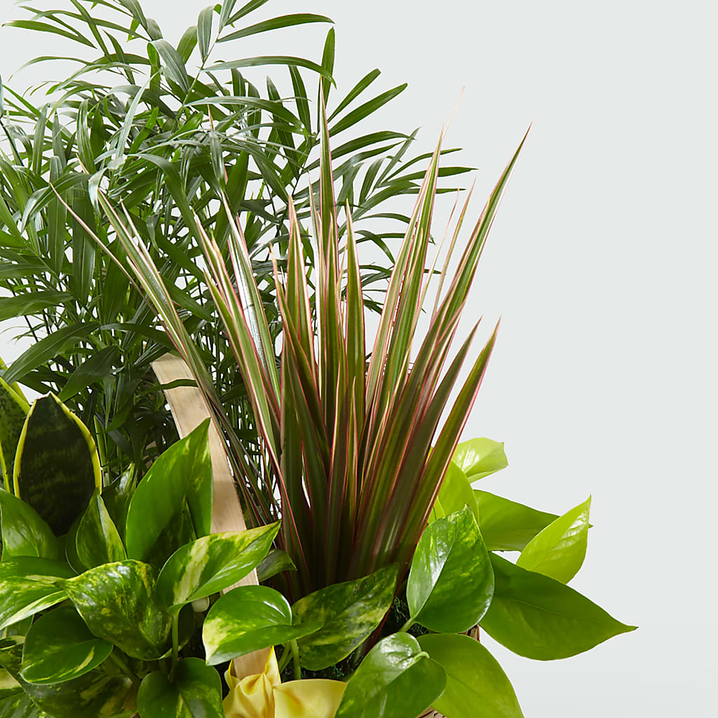 French Garden –  Foryouflower.com, Tontitown AR