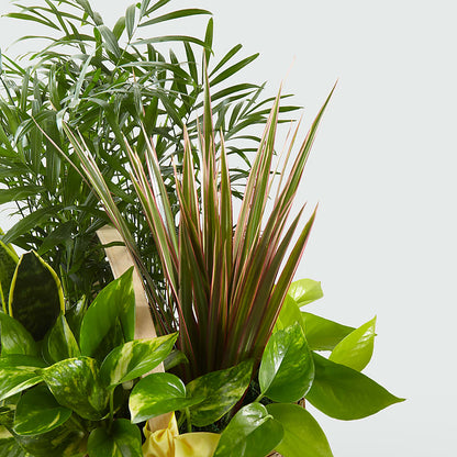 French Garden –  Foryouflower.com, Tontitown AR