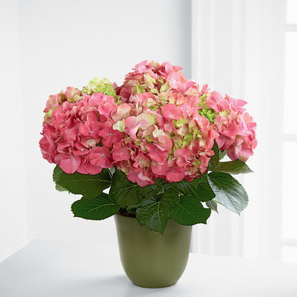 Pink Hydrangea Planter –  Foryouflower.com, Tontitown AR