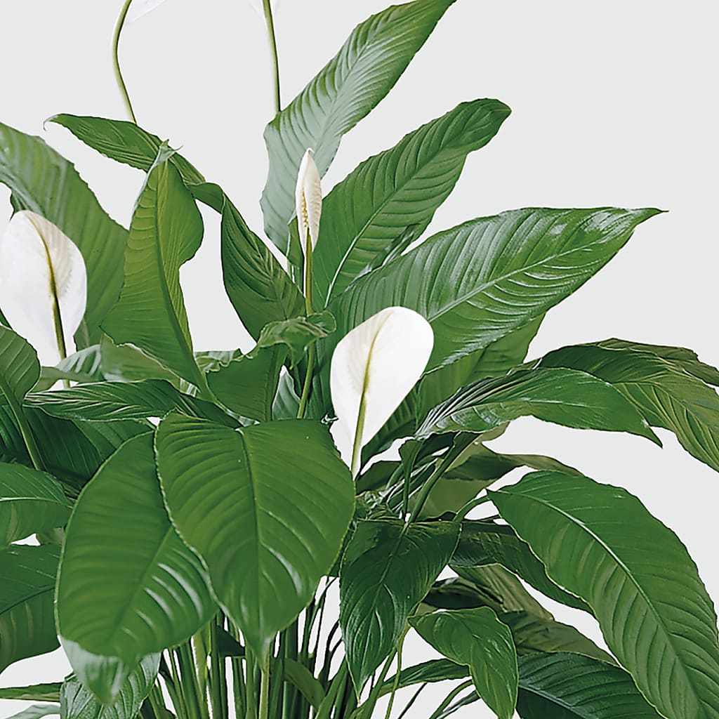 Tranquil Moments Peace Lily Plant –  Foryouflower.com, Tontitown AR