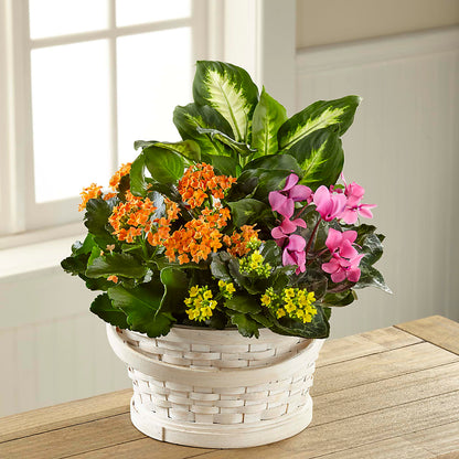 Color Crush Dishgarden –  Foryouflower.com, Tontitown AR
