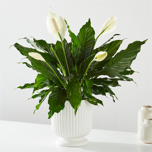 Comfort Planter –  Foryouflower.com, Tontitown AR