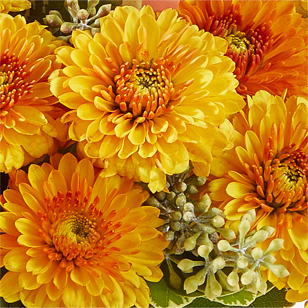 Peachy Pumpkin –  Foryouflower.com, Tontitown AR