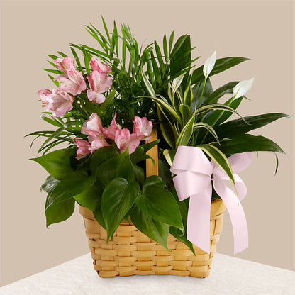 Living Spirit Dishgarden –  Foryouflower.com, Tontitown AR