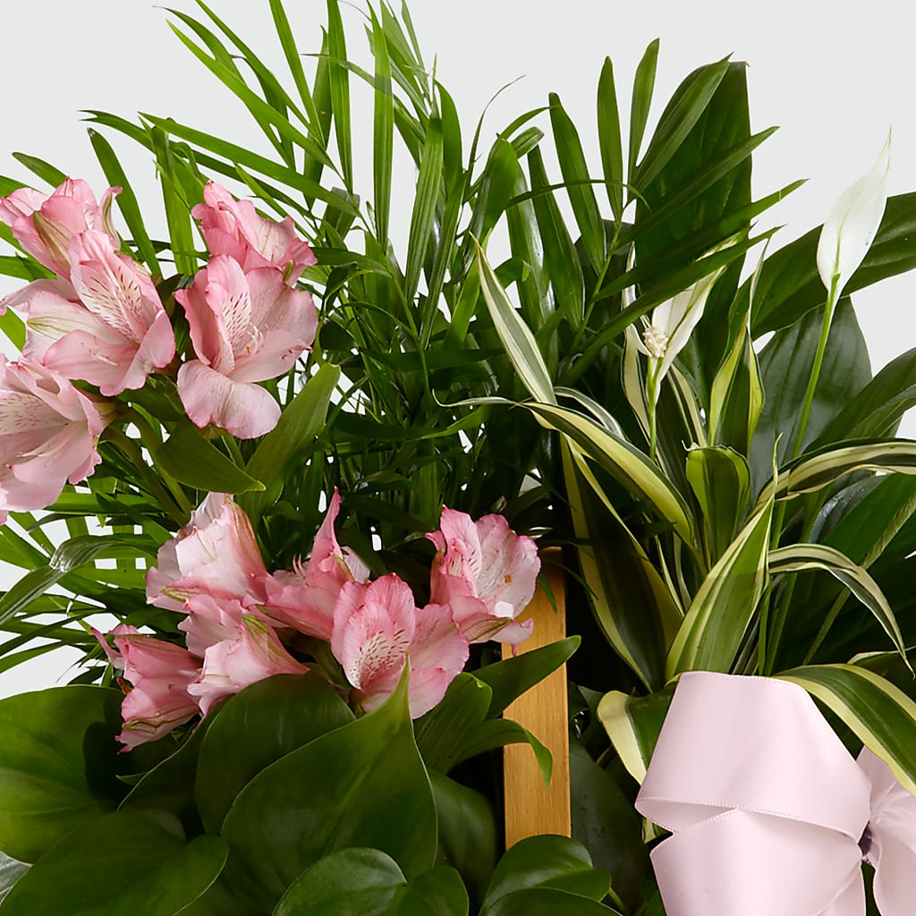Living Spirit Dishgarden –  Foryouflower.com, Tontitown AR