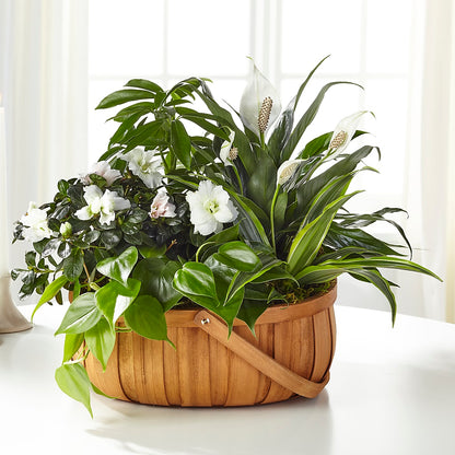 Serene Dishgarden –  Foryouflower.com, Tontitown AR