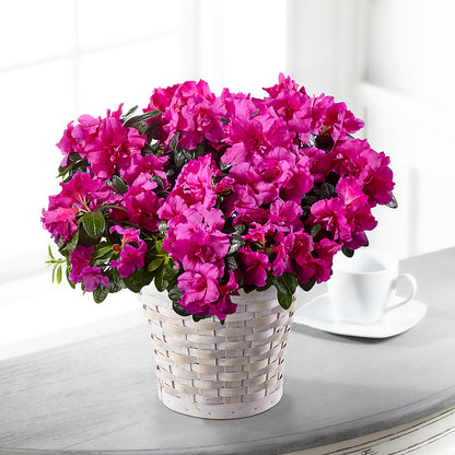 Hope & Serenity Azalea Plant –  Foryouflower.com, Tontitown AR