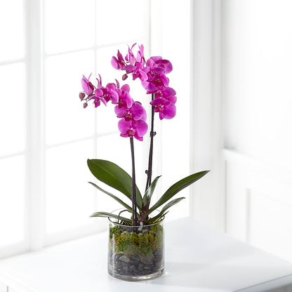 Pink Orchid Plant –  Foryouflower.com, Tontitown AR