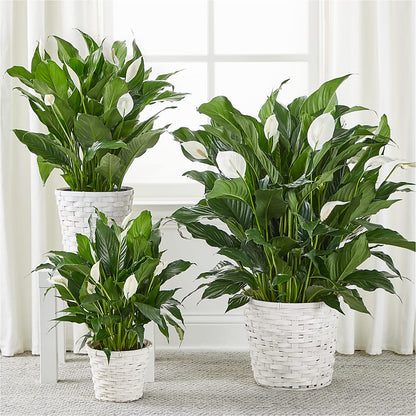 A New Leaf Peace Lily –  Foryouflower.com, Tontitown AR