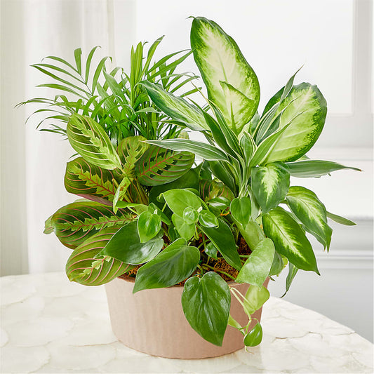 Balance & Harmony Dishgarden –  Foryouflower.com, Tontitown AR