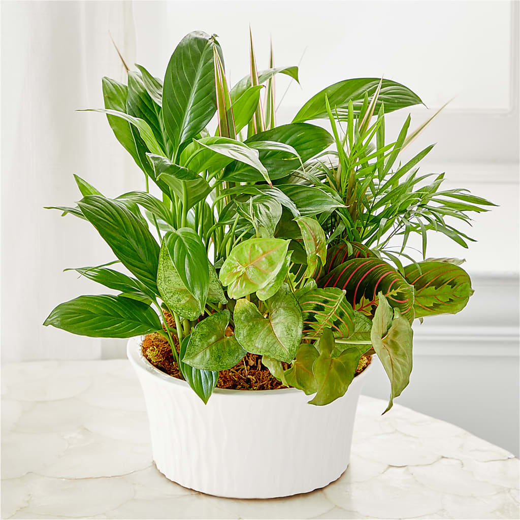 Balance & Harmony Dishgarden –  Foryouflower.com, Tontitown AR