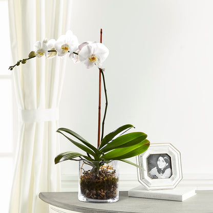 White Orchid Planter –  Foryouflower.com, Tontitown AR